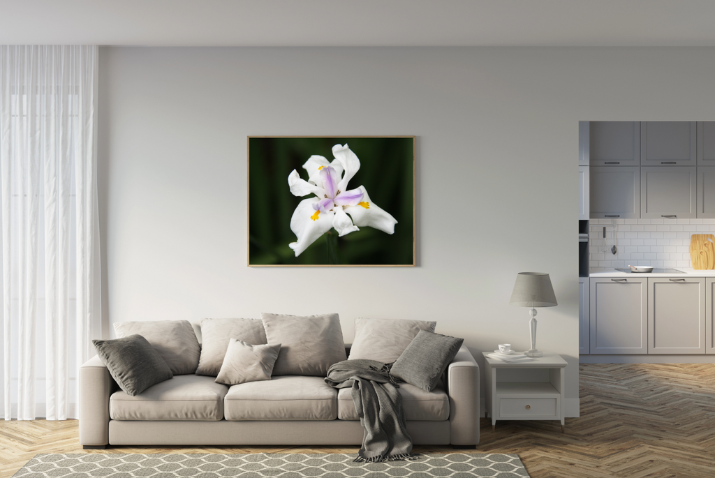 Poor Man's Orchid